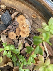 Desarmillaria tabescens