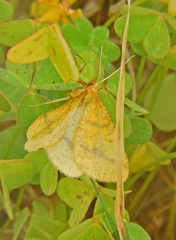 Aspitates ochrearia