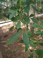 Carya glabra