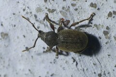 Otiorhynchus