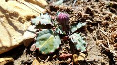 Othonna auriculifolia