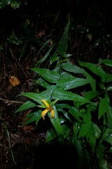 Helianthus divaricatus