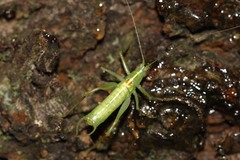 Meconema meridionale