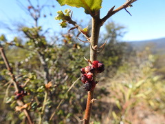Disholcaspis prehensa