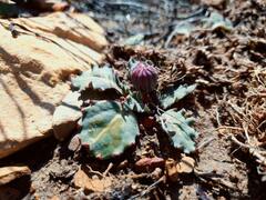 Othonna auriculifolia