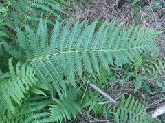 Oreopteris limbosperma