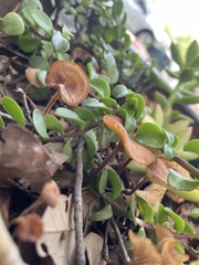 Desarmillaria tabescens