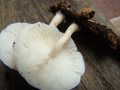 Ripartitella brasiliensis
