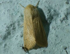 Mythimna