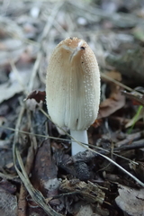 Coprinellus micaceus