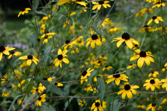 Rudbeckia triloba