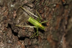Meconema meridionale