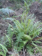 Oreopteris limbosperma