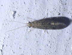 Ecnomidae