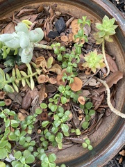 Desarmillaria tabescens