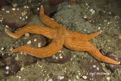 Evasterias troschelii