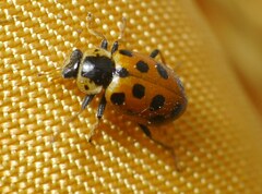 Hippodamia tredecimpunctata