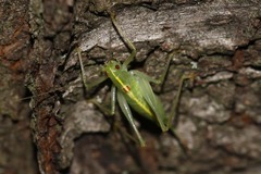 Meconema meridionale