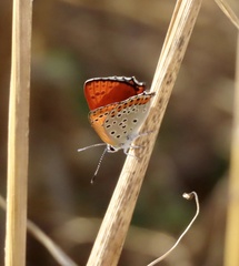 Lycaena