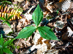 Trillium