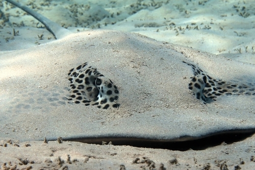 Reticulate Whipray