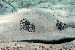 Honeycomb Stingray photo 2