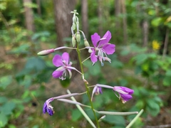 Chamaenerion angustifolium