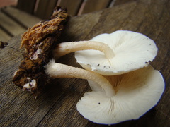 Ripartitella brasiliensis