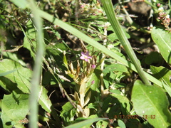 Centaurium pulchellum