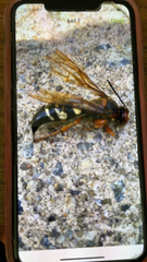 Sphecius speciosus