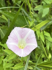 Calystegia