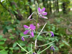 Chamaenerion angustifolium