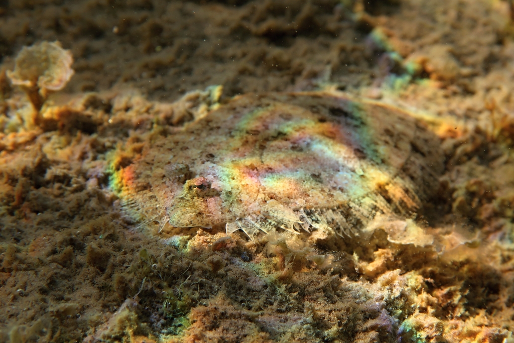 Leopard flounder