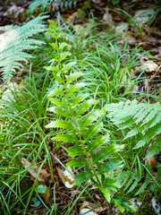 Polystichum acrostichoides