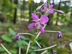 Chamaenerion angustifolium
