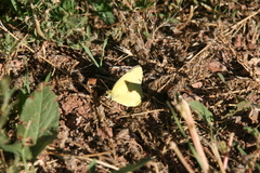 Colias philodice