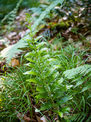 Polystichum acrostichoides