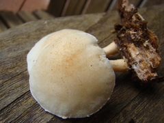 Ripartitella brasiliensis
