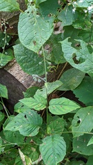 Puccinia circaeae
