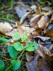 Veronica officinalis