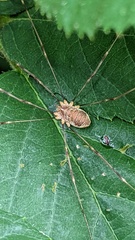 Opilio canestrinii