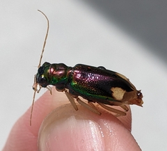 Tetracha carolina