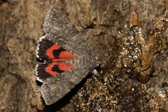 Catocala nupta