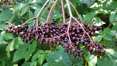Sambucus canadensis