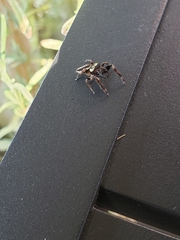 Eris militaris
