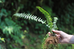 Asplenium erectum