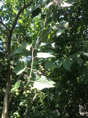 Ampelopsis