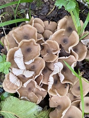Collybiopsis villosipes