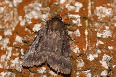 Amphipyra pyramidea