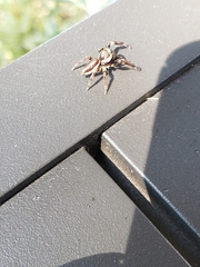 Eris militaris